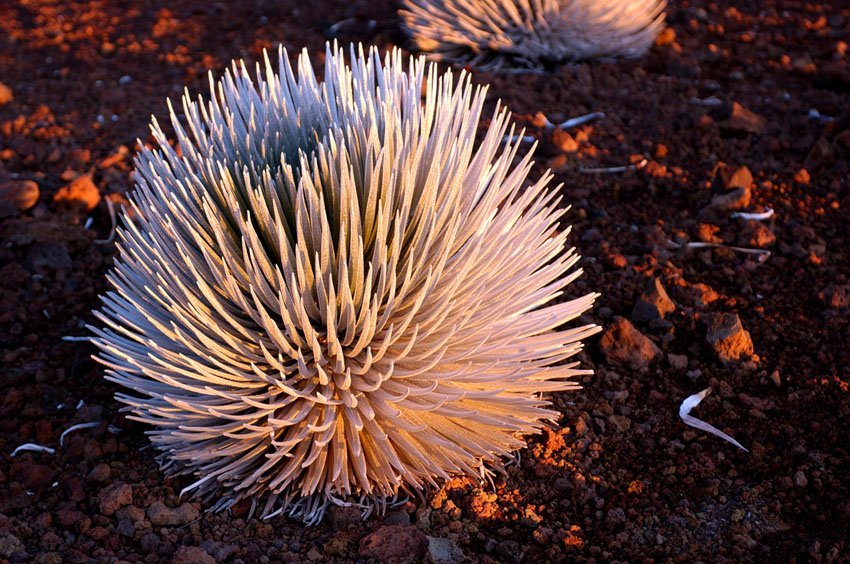 Silversword