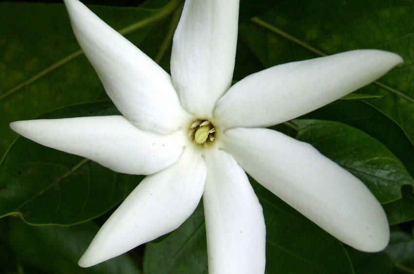 Tahitian Gardenia