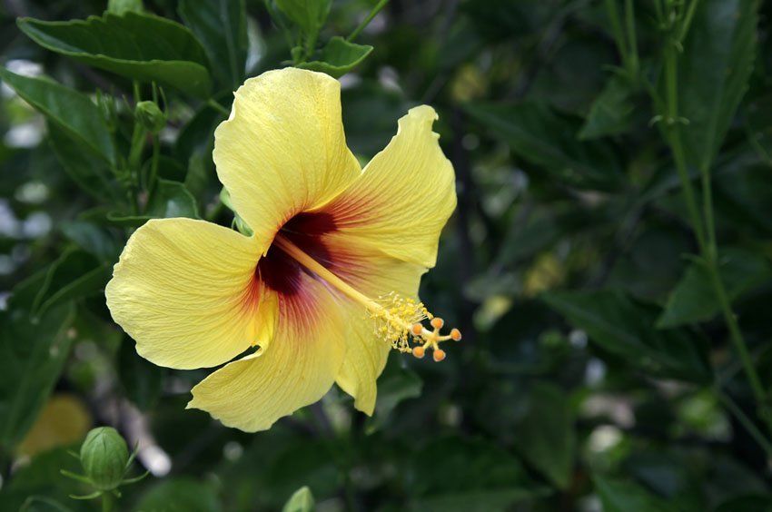 Yellow Hibiscus