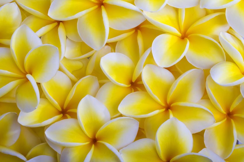 Yellow Plumeria