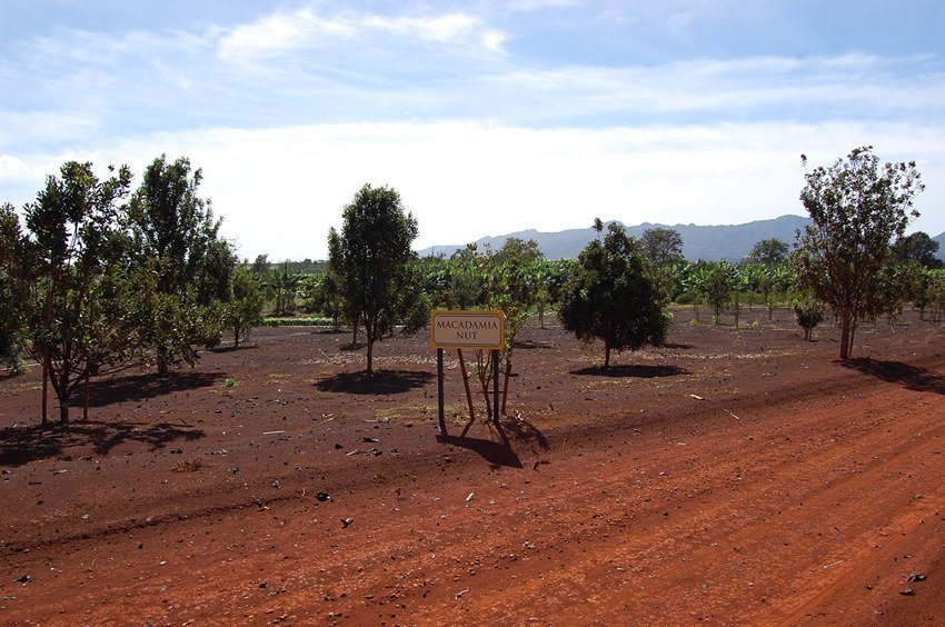 Macadamia nut trees