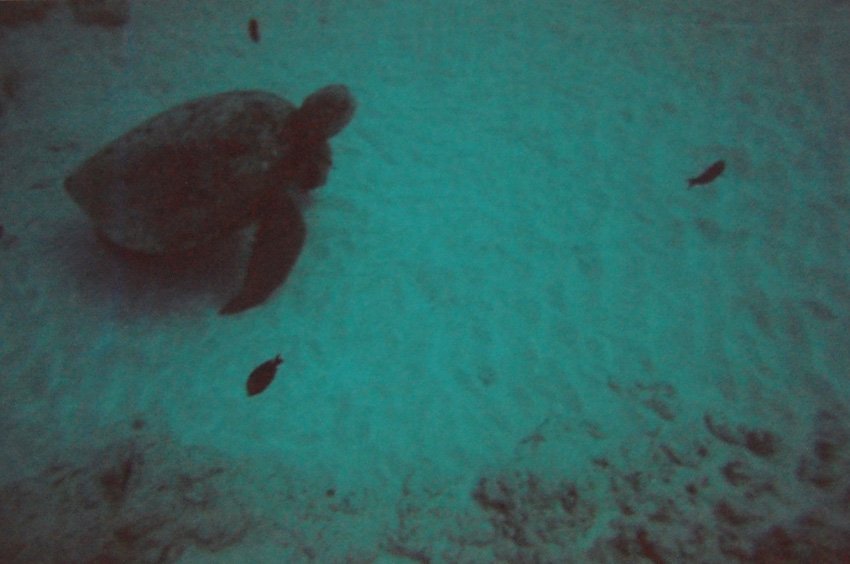 Green sea turtle