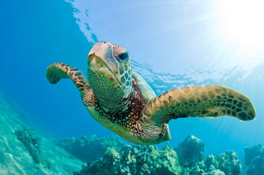 Hawaiian Green Sea Turtle