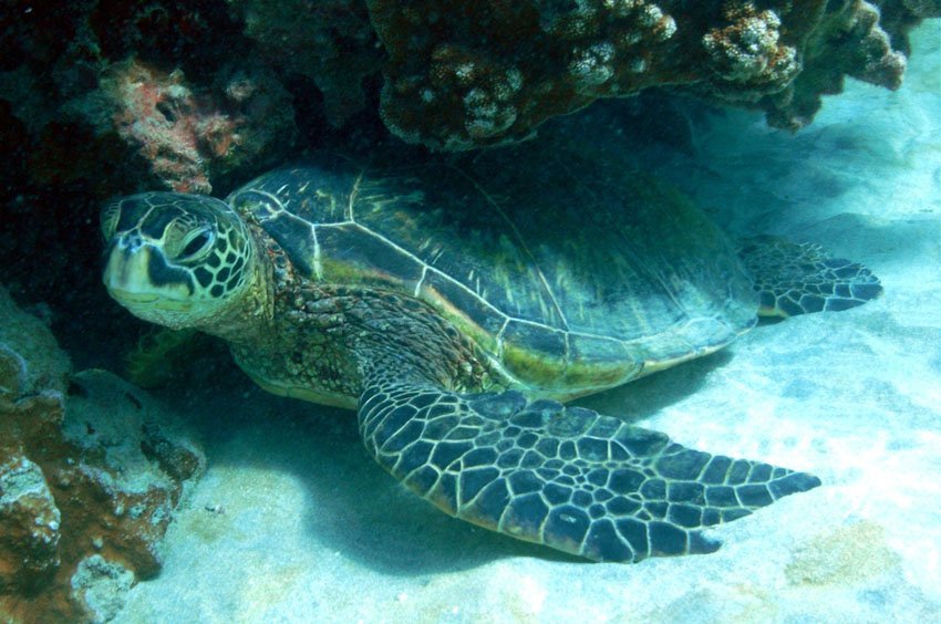 Hiding under a coral reef