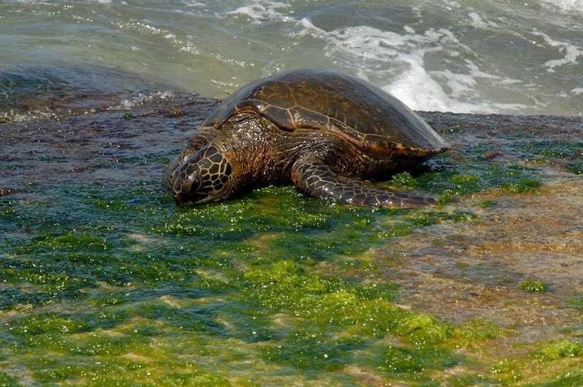 Sea turtle feeding on seaweed