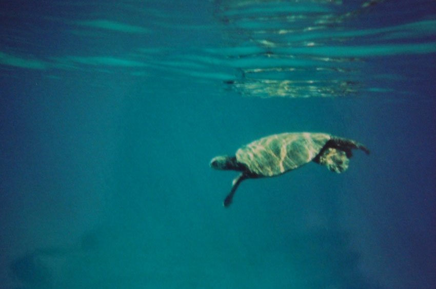 Sea turtle swimming