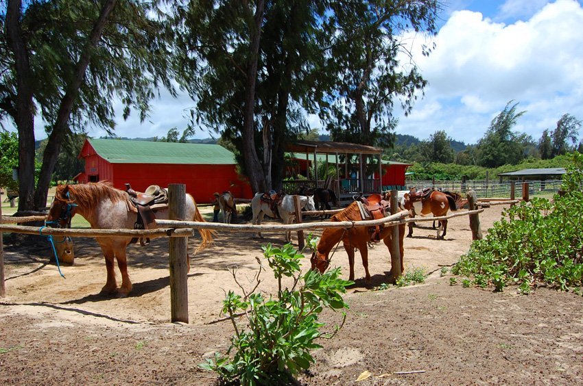 Friendly horses