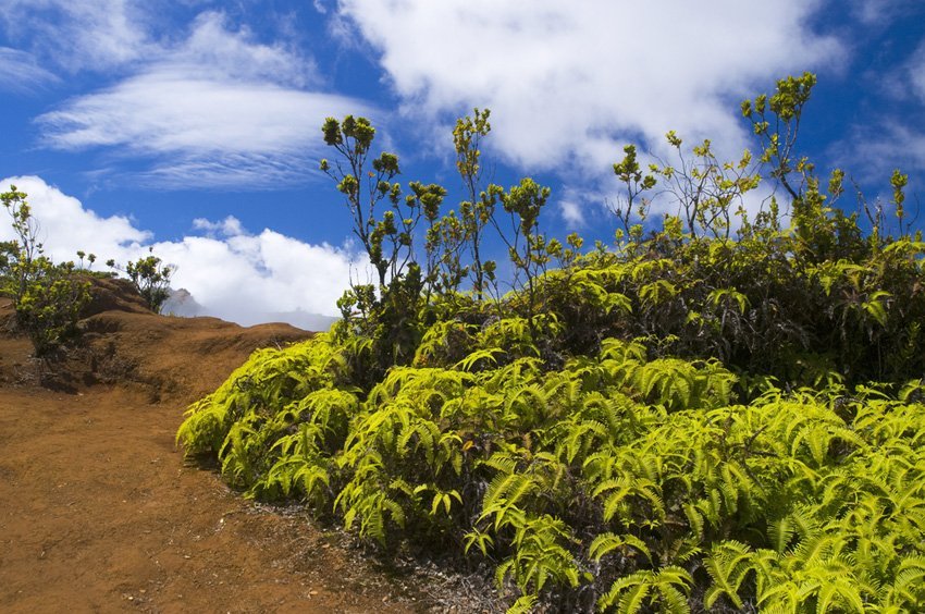 Pihea Trail