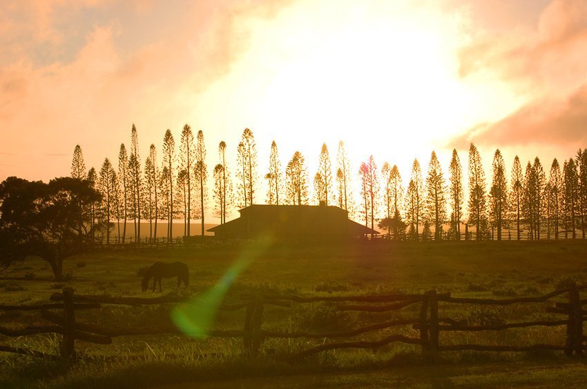 Lanai landscape