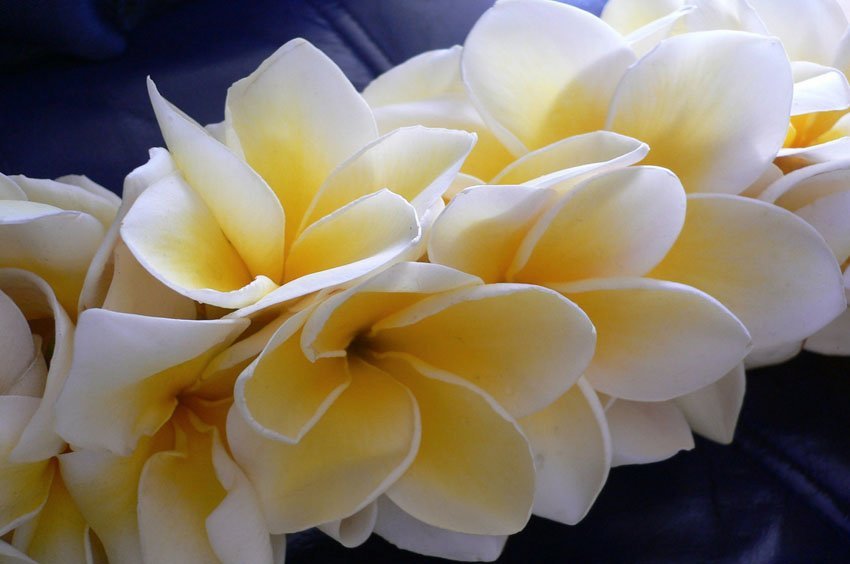 Plumeria flowers