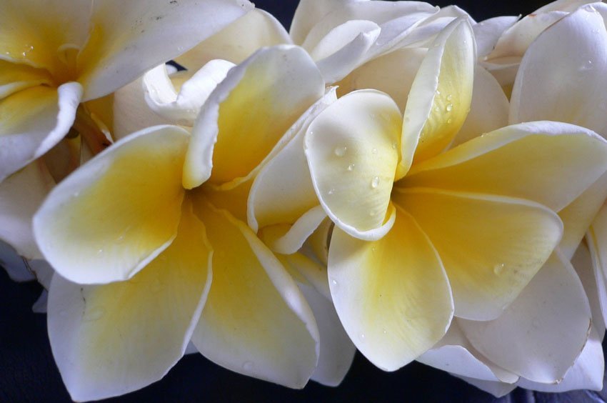 Plumeria flowers