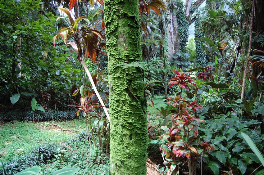 Lyon Arboretum