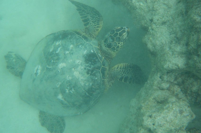 Hawaiian honu