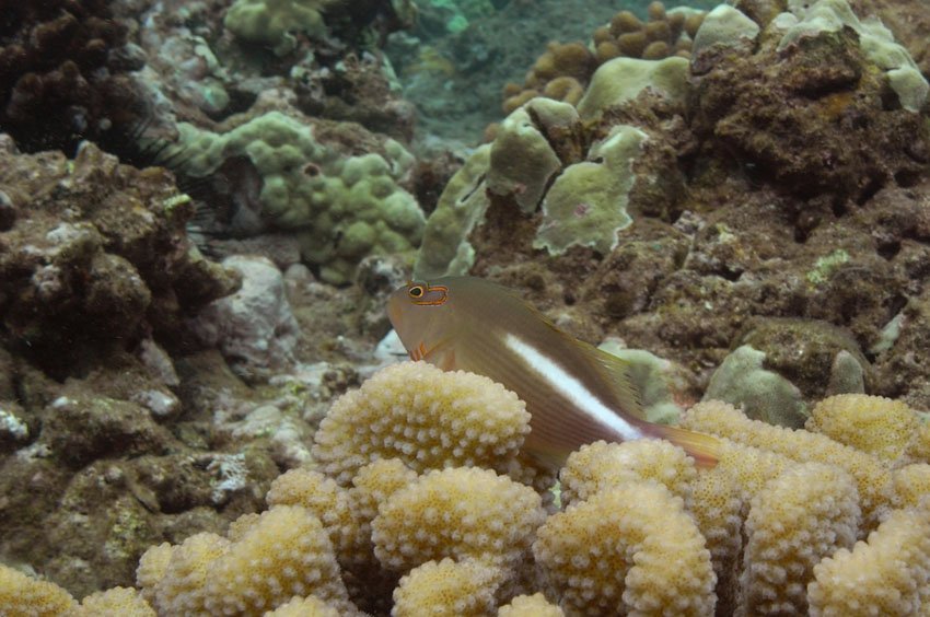 Arc eye hawkfish at Ka'anapali, Maui