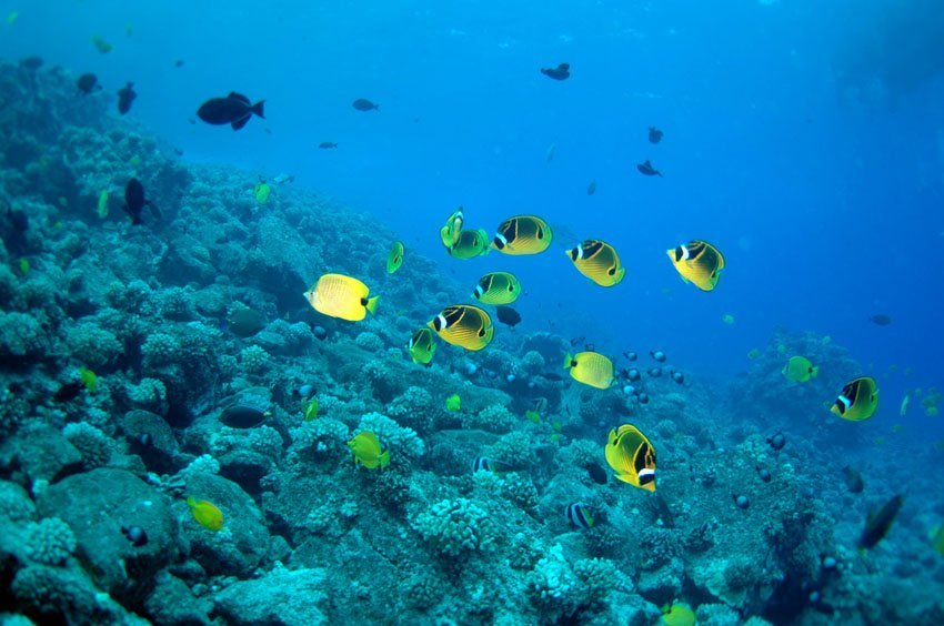 Butterflyfish