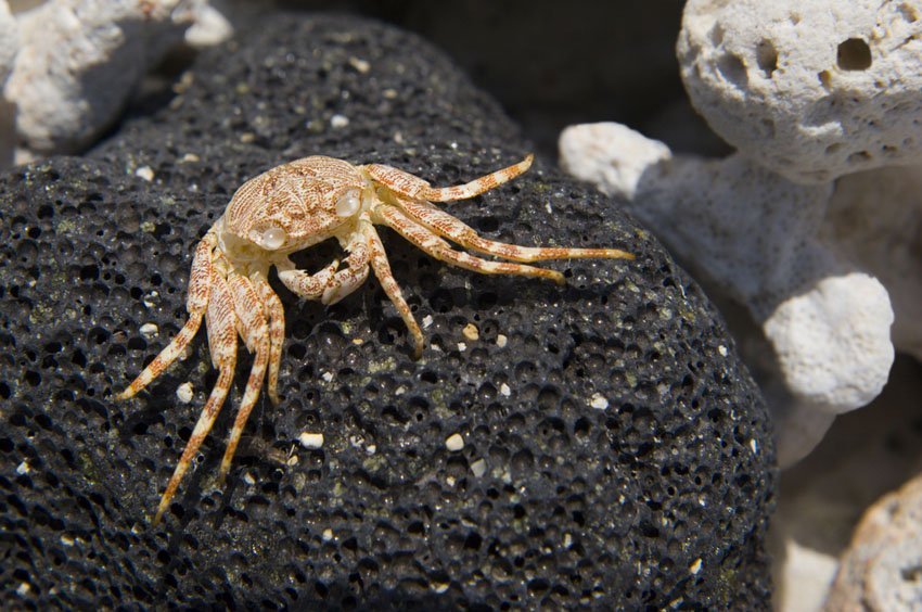 Hawaiian crab on volcanic rock