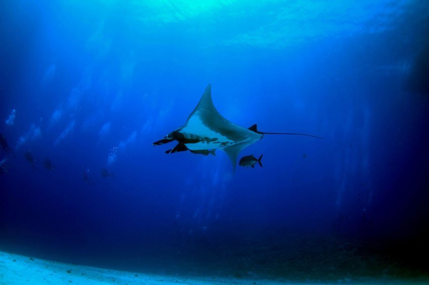 Manta ray