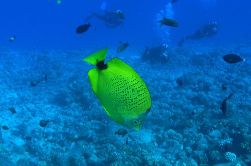 Milletseed butterflyfish