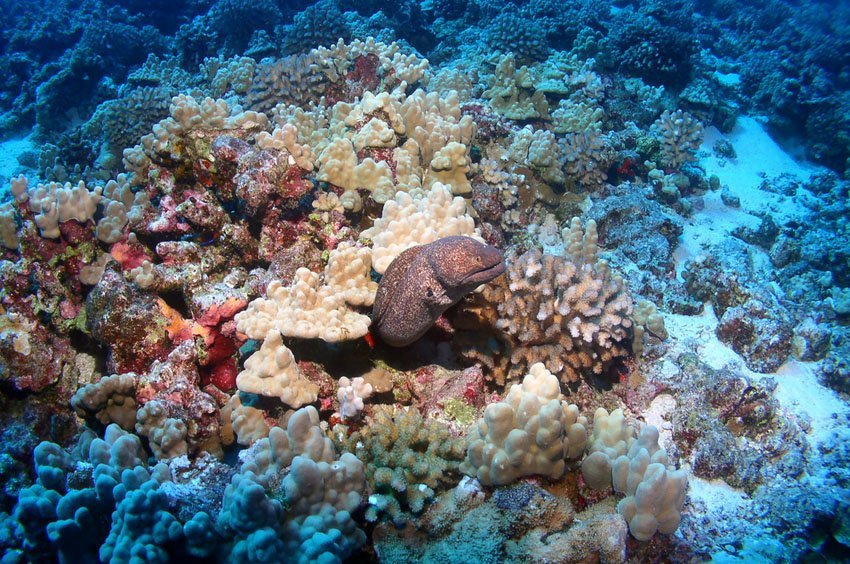 Moray eel at Molokini