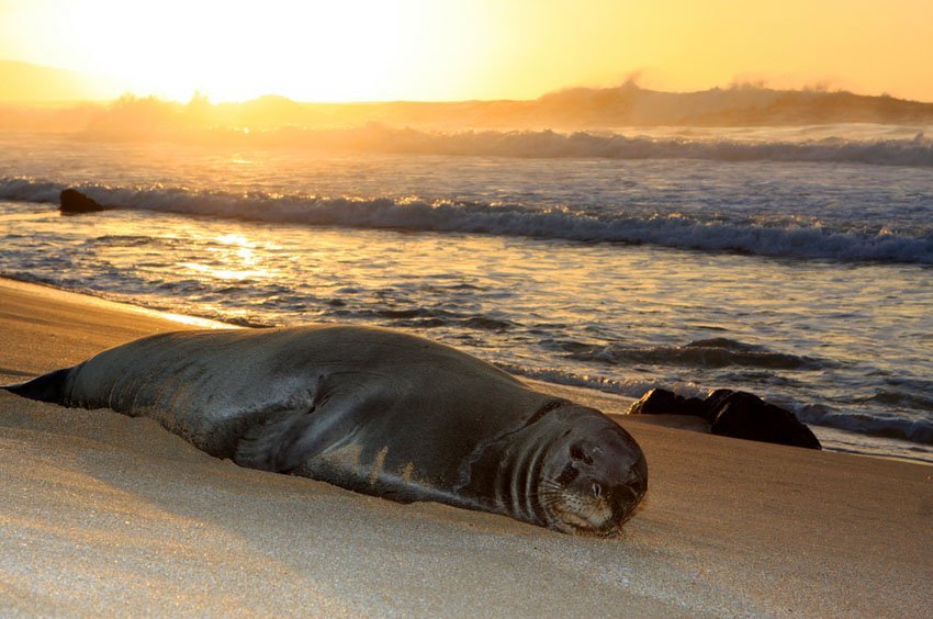 Sleepy Hawaiian monk sea