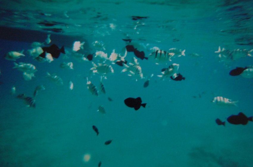 The Underwater World of Hawaii