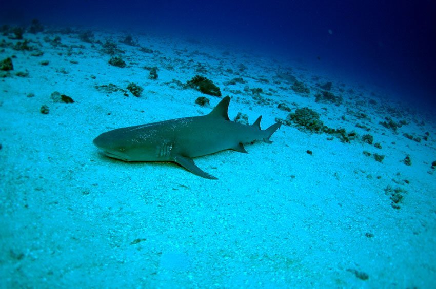 White tip reef shark