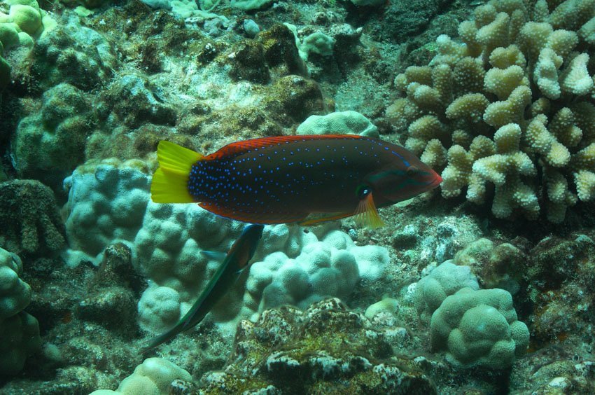 Wrasse at Molokini