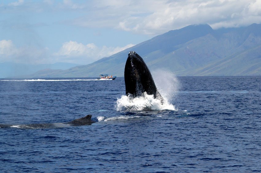 Boat on a whale watching tour