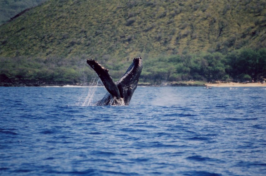 Breaching whale