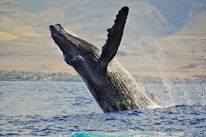 Breaching whale