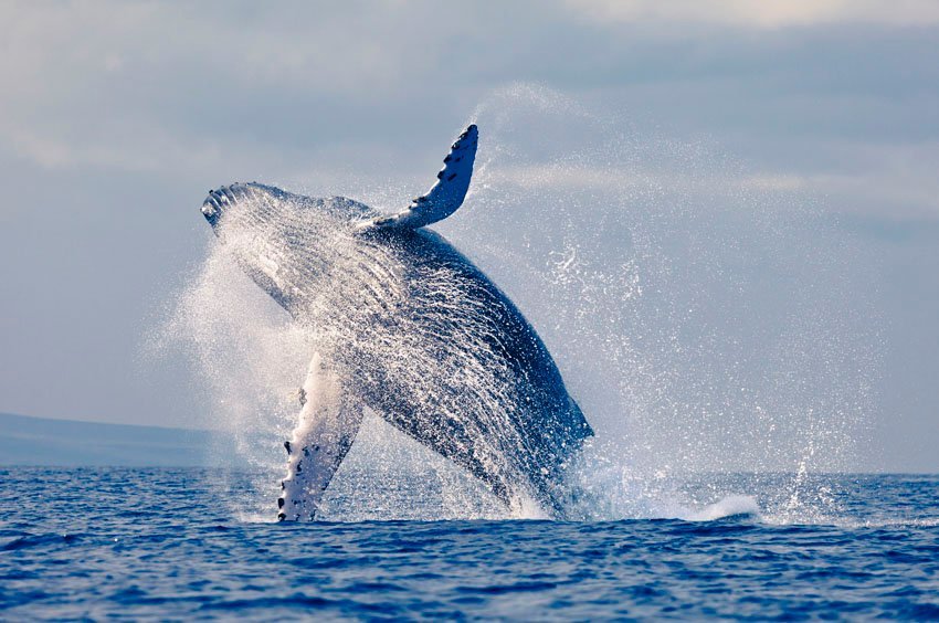 Breaching whale