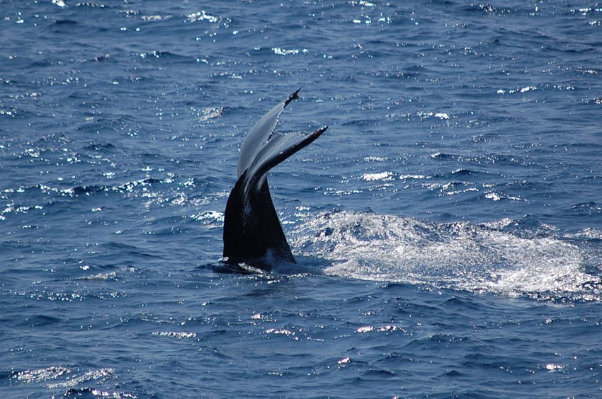 Humpback whale near Oahu