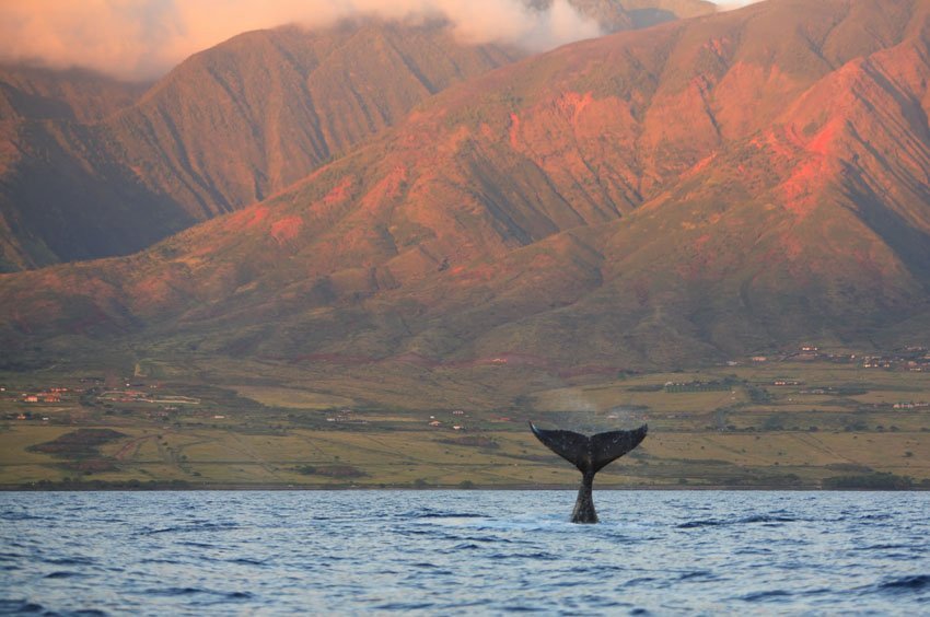 Humpback whale near Maui at sunset