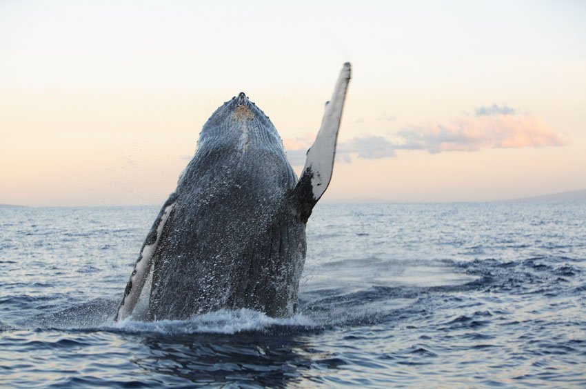 Whale surfacing