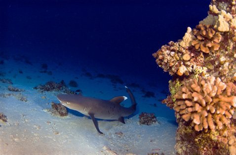 Hawaiian Shark