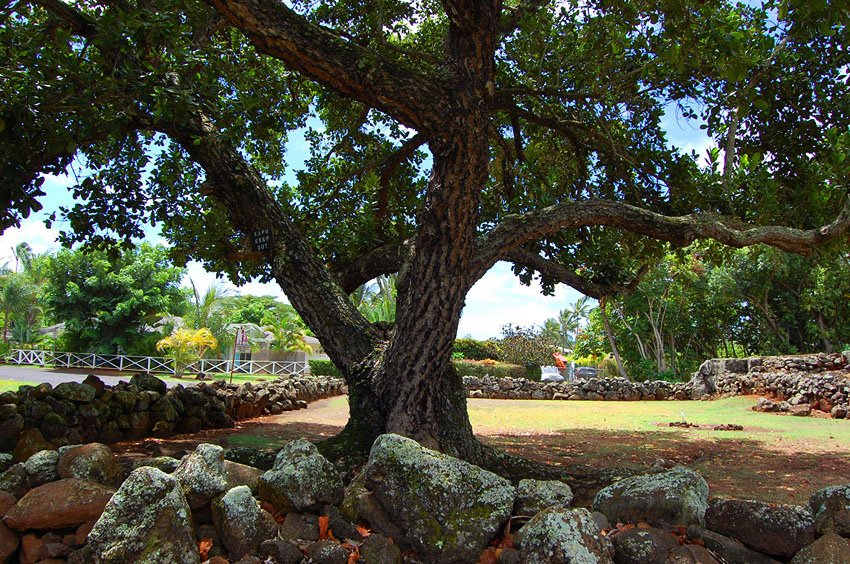 A tree grows in the heiau