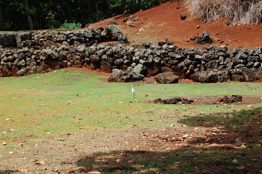 Small bird inside the heiau