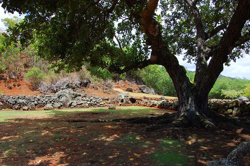 Tree provides shade