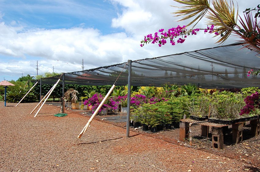 Tropical nursery