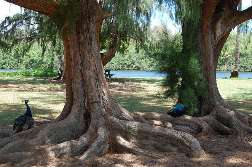 Wailua marina park