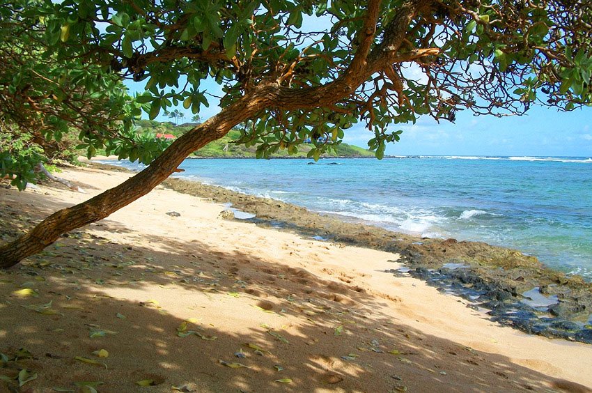 Shady spots on the beach