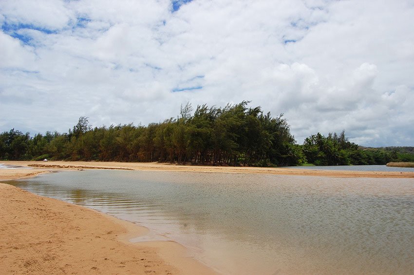 Lagoon surrounded by trees