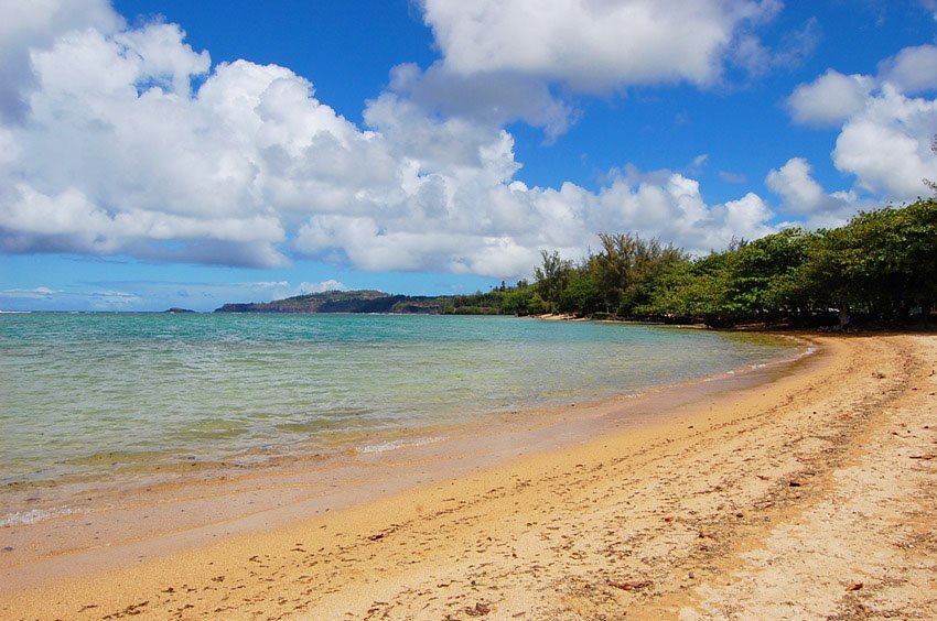 Beach is backed by trees