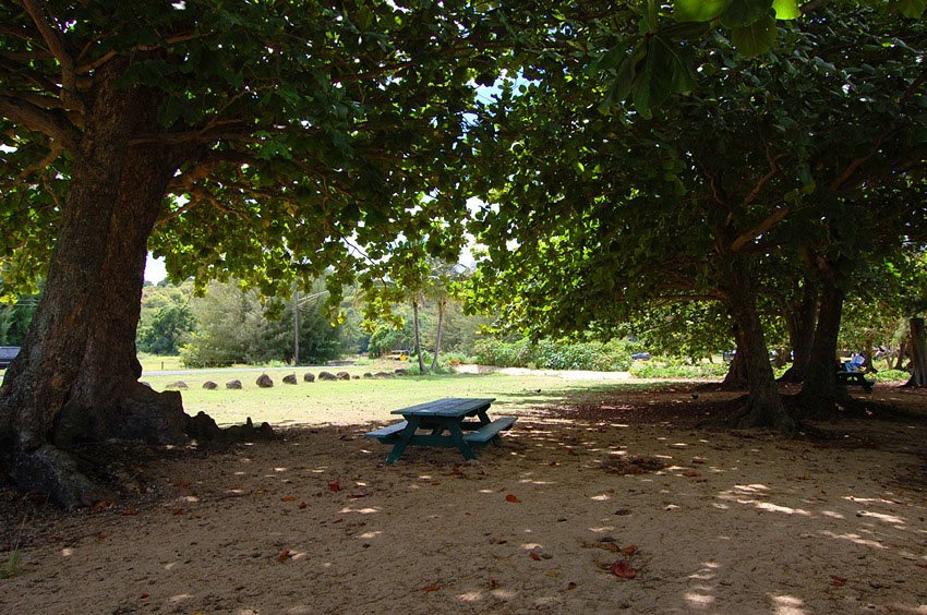 Shaded picnic table