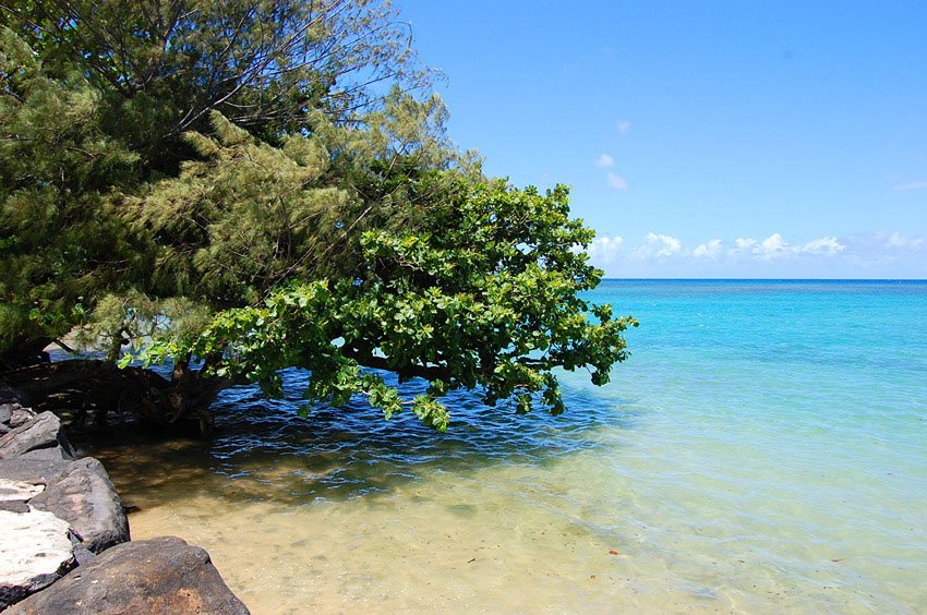 Tree leaning into the ocean