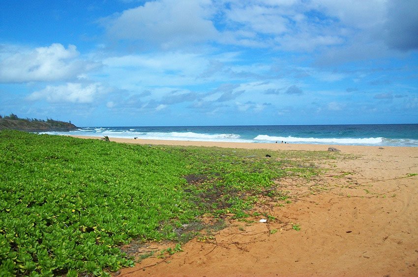 Naupaka greenery