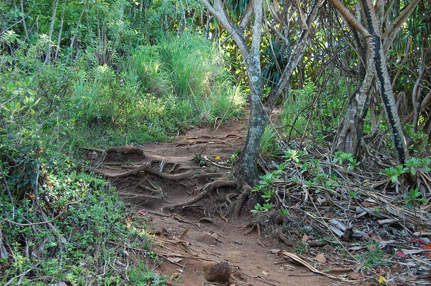 Trail leads through forest