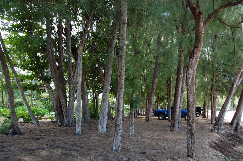 Parking between trees