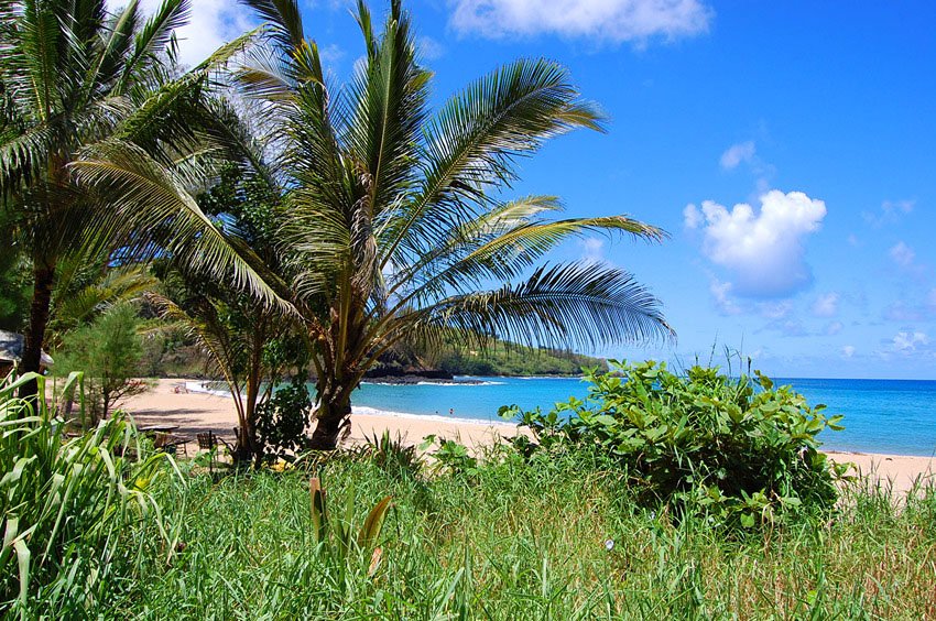 View through palm trees