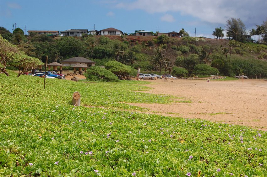 Naupaka greenery frames the beach